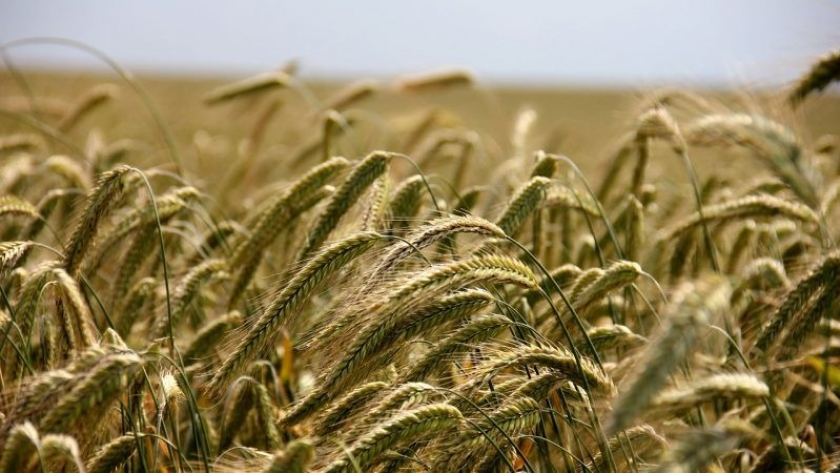 Ideltis, la apuesta de Basf para revolucionar el cultivo de trigo con semillas híbridas