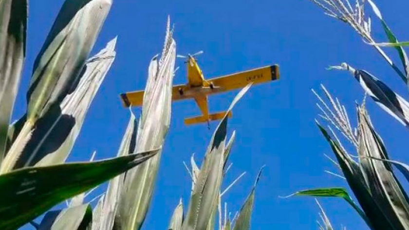 El centeno toma vuelo y aterriza sobre más hectáreas en Córdoba