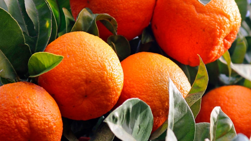 La agricultura del siglo XXI: saber la cantidad de fruta que cultivas gracias a los drones