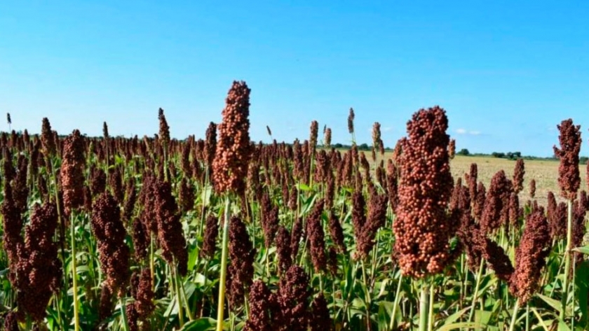 Una oportunidad para transformar sorgo en carne