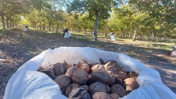 Con más de 200 toneladas, cosecha récord de nueces en 25 de Mayo