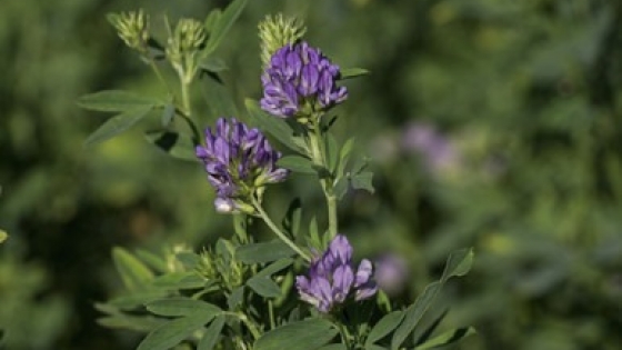 La alfalfa entra en una nueva era: genética avanzada y biotecnología impulsan la transformación del cultivo