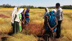 Los científicos descubren los secretos del superalimento de Etiopía en la carrera por salvarlo del calentamiento climático