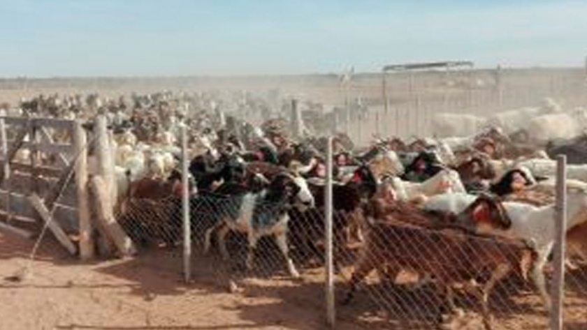 Criadores puntanos visitaron La Rioja para conocer otros métodos de producción