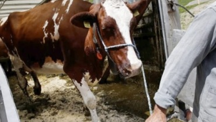 Productores ganaderos ya pueden autogestionar la guía digital para trasladar animales