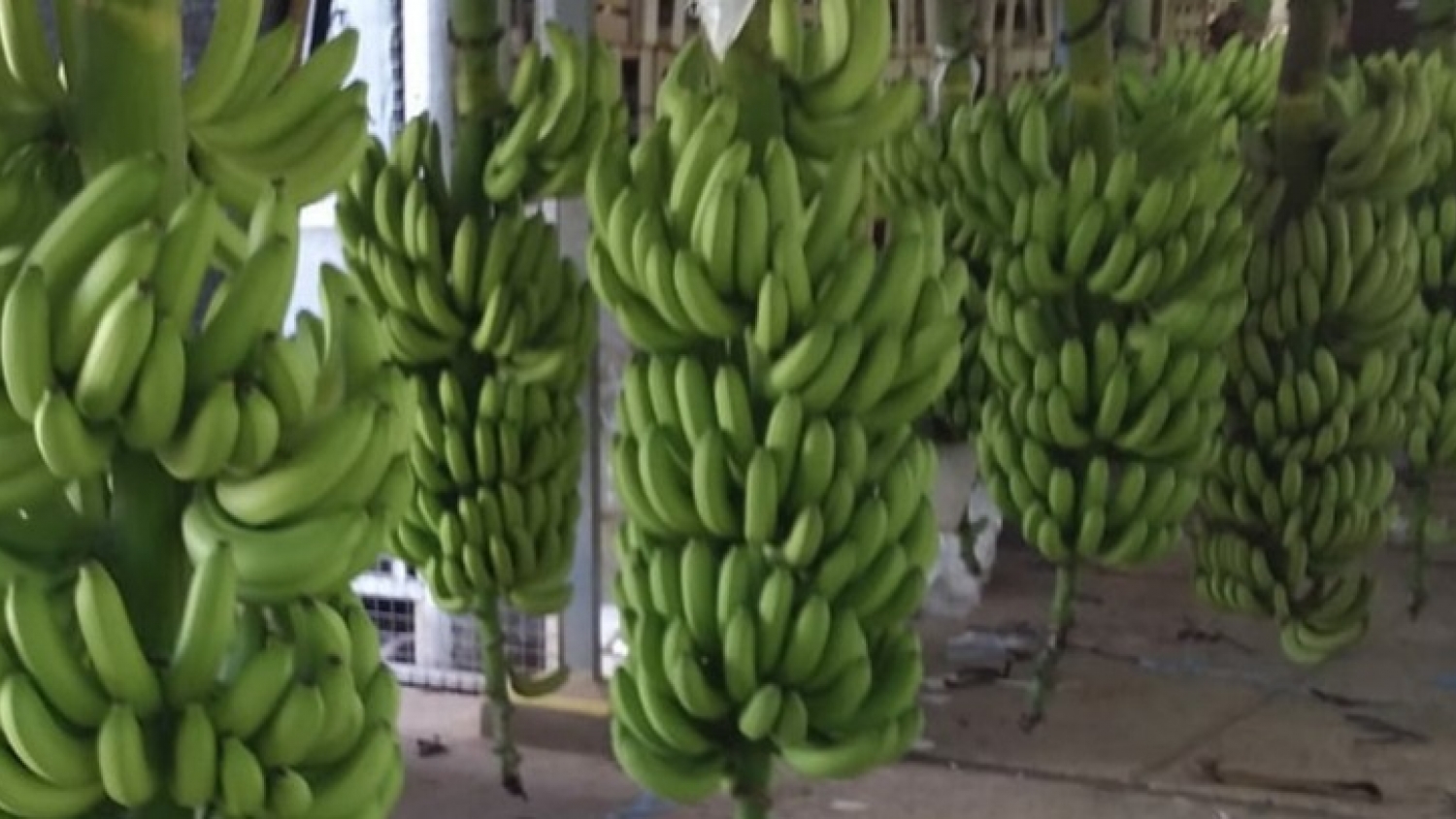 Nueva exigencia para la producción bananera: Salta y Jujuy deberán informar movimientos en el sistema del SENASA