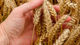 Máximo de seis años para el trigo: en Rosario pagaron hasta US$ 213 para enero