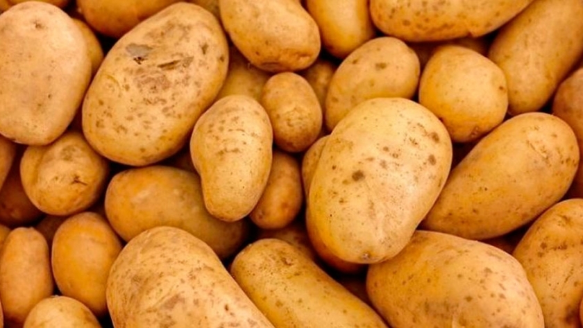 Papas con nueva genética producen 15% más