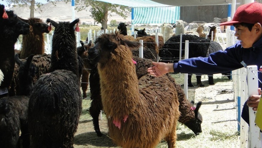 En su 30° edición, una Feria de la Puna distinta
