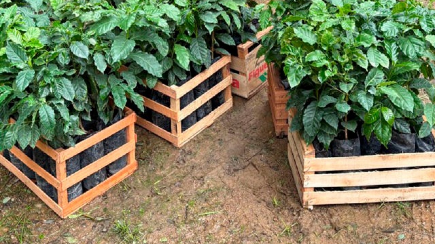 El café gana terreno en el norte argentino y suma su primera expansión comercial entre provincias