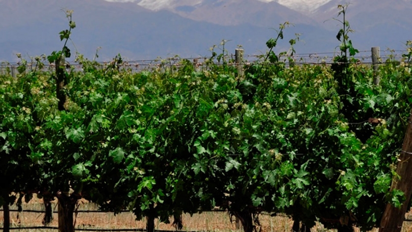 Estudian el impacto de los suelos salinos en los vinos y viñedos