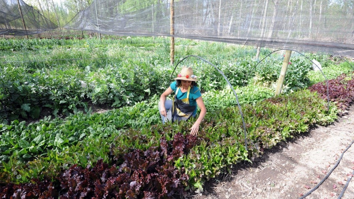Tunuyán potencia la producción hortícola familiar con entrega de insumos
