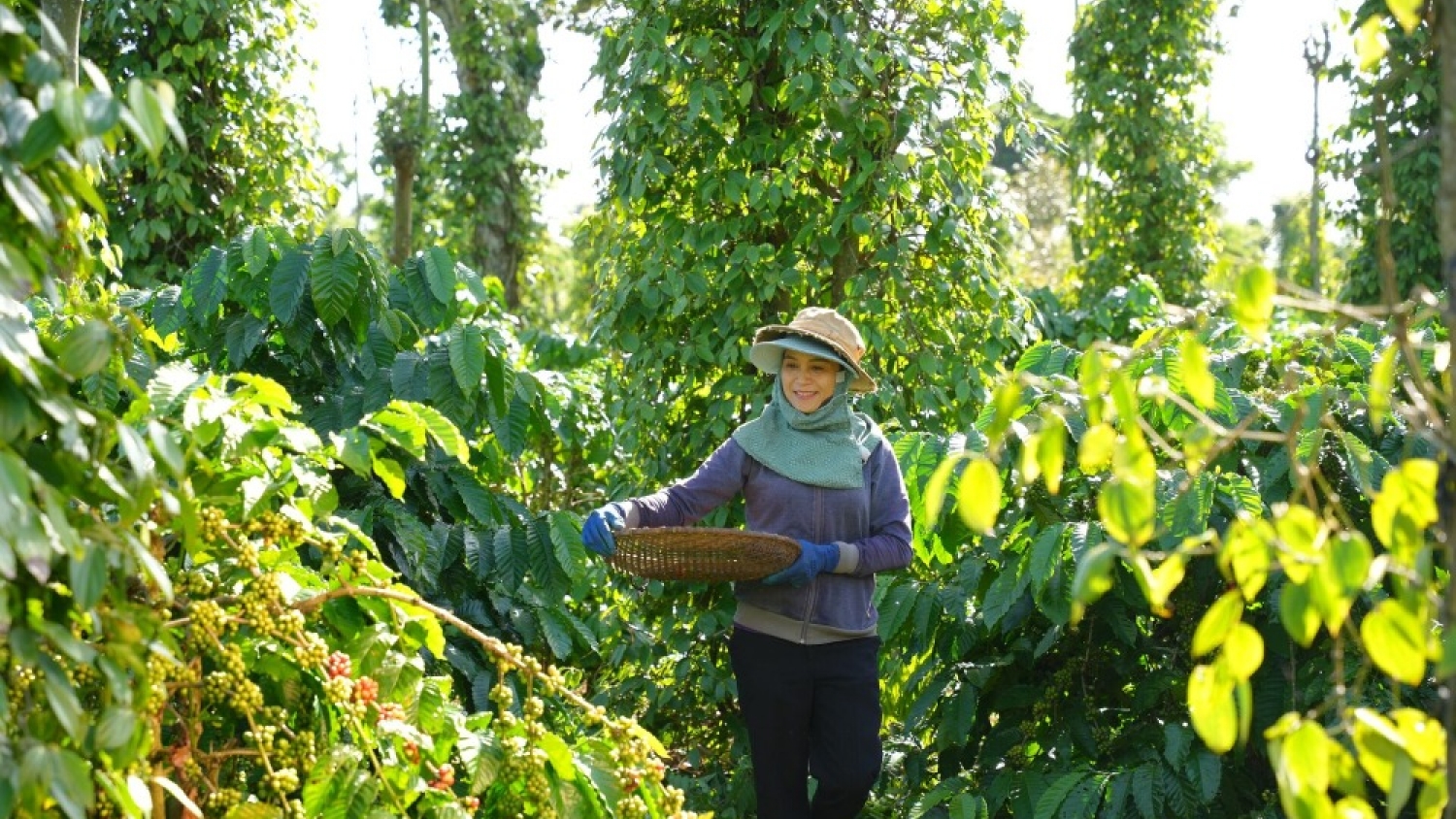 Why Regenerative Agriculture Is Not a Replacement for Organic
