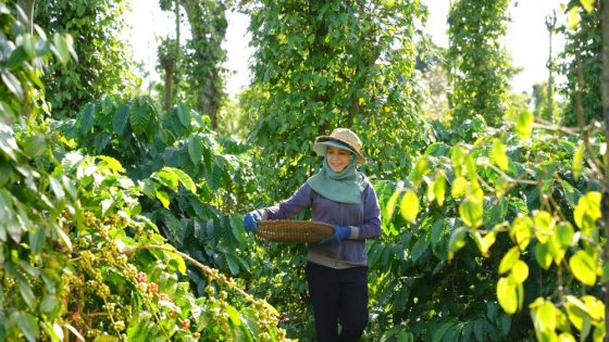 Why Regenerative Agriculture Is Not a Replacement for Organic