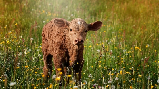 ¿Qué invierto en mi campo?