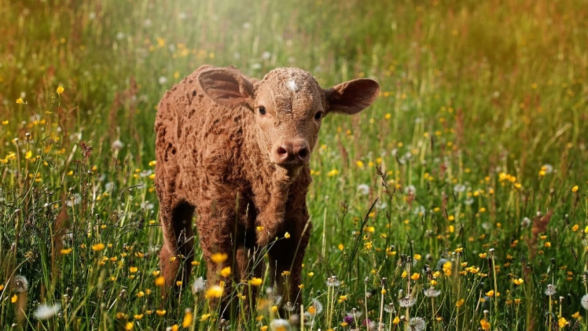 ¿Qué invierto en mi campo?