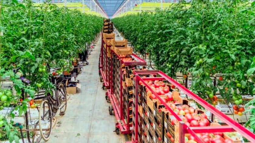 La transformación del agro holandés, posibilidades para Argentina