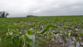 Lluvias irregulares aportan alivio parcial en la región agrícola