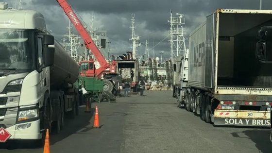 Calamar Illex Argentinus: El stock norpatagónico y bonaerense revitaliza la actividad en el puerto de Mar del Plata