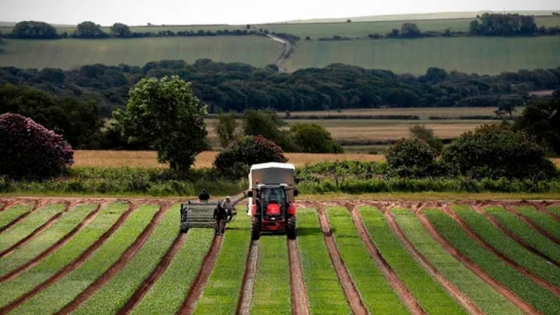 Los agricultores de las naciones descentralizadas del Reino Unido enfrentan grandes caídas en sus ingresos después del Brexit