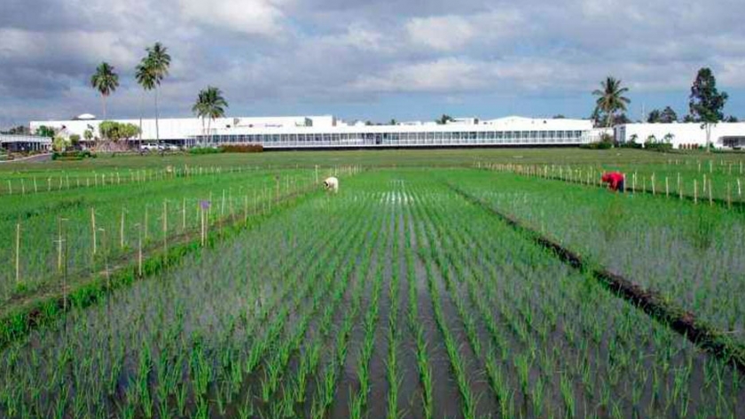 La obtención de nuevas variedades de arroz ayudará a los agricultores de Asia