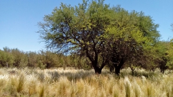 San Luis será una de las siete provincias que recibirá los fondos de bosques nativos del 2023 y 2024