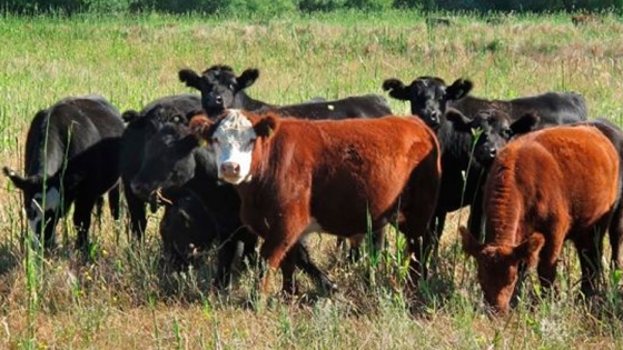 Carne sustentable: productores, empresas y organizaciones buscan establecer pautas de acción en la producción ganadera