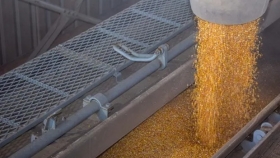 Exportación de maíz: proyectan un menor ingreso de dólares al país por los bajos precios internacionales