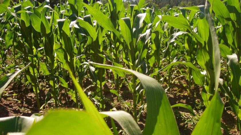 Normativas sanitarias en la Agricultura Familia: Taller de INTA y SENASA