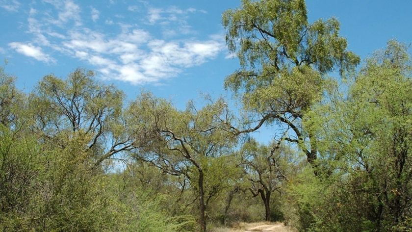 Presentaron un manual de buenas prácticas para conservar bosques nativos en Córdoba