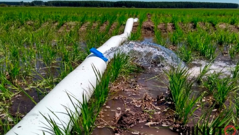 Riego de arroz con energía solar