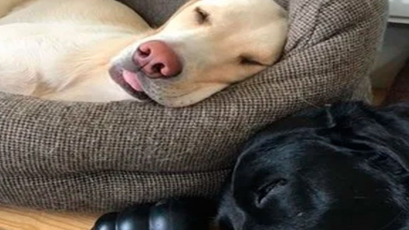 Por qué las mascotas son tan relevantes en las cadenas bioeconómicas?