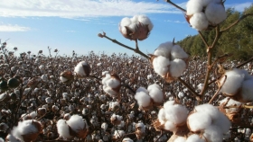 SEMILLA SEGURA: una forma de control sobre OVGM no autorizados en semilla de algodón