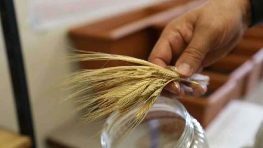Investigadores recuperan una variedad ancestral de trigo tras su cultivo en laboratorio