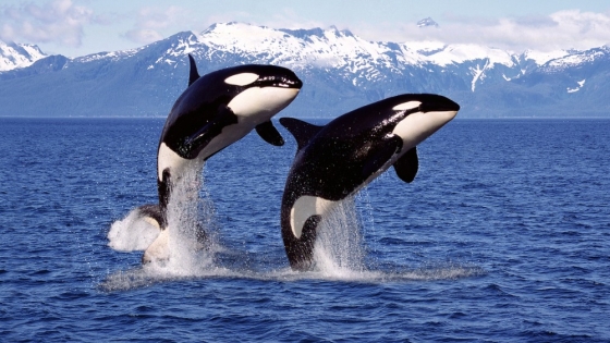 Un “beso” entre orcas salvajes en Noruega revela una nueva dimensión de su vida social