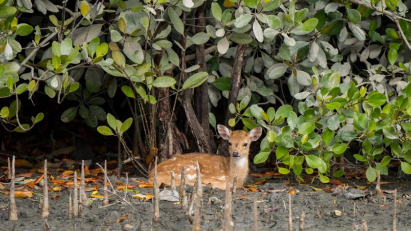 Los bancos de desarrollo asiáticos están más expuestos a los riesgos de la biodiversidad