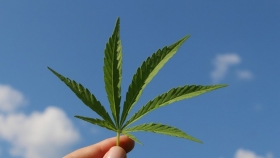 Mendoza apuesta al cannabis