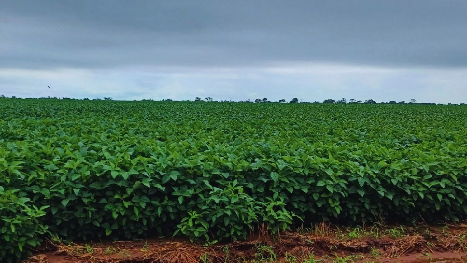 Un estudio del INTA revela que la textura del suelo define su capacidad para almacenar carbono y sostener la producción