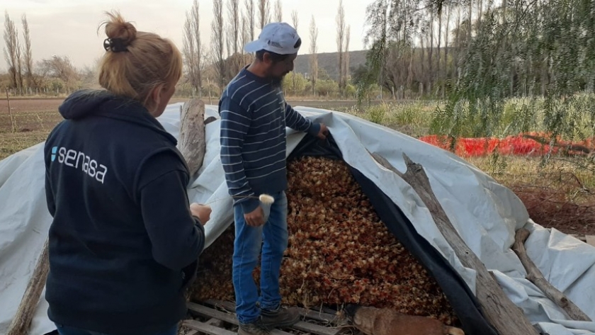 Agricultura Familiar: Se busca fortalecer producciones en la provincia de San Luis