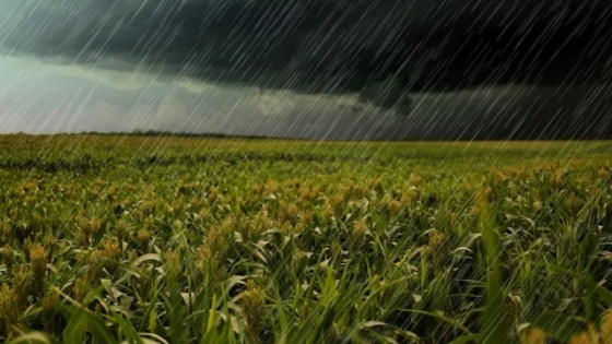 <Zona núcleo: excesos hídricos ponen en riesgo la cosecha de maíz y soja