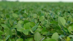 Córdoba: con un aumento de 3% en las retenciones la rentabilidad de la soja caería al 0,5%