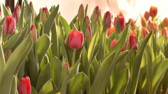 Floricultura y turismo. El pueblo de Córdoba que apuesta a los tulipanes como un doble negocio