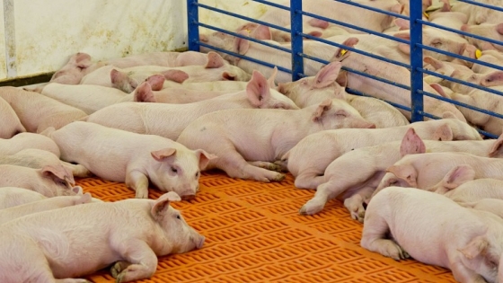 Los productores estadounidenses quieren mejorar el sistema de trazabilidad de los cerdos