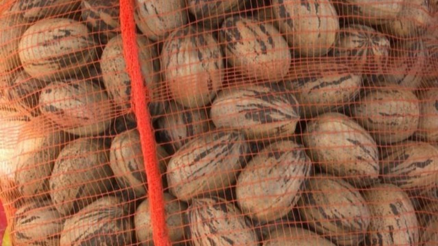 La nuez pecán argentina desembarca en China y abre una nueva etapa para el sector