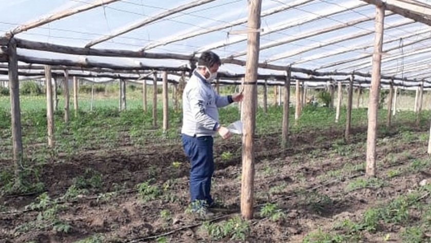 Se instaló una Red de Monitoreo de la Polilla del Tomate en el Cinturón Verde de la capital