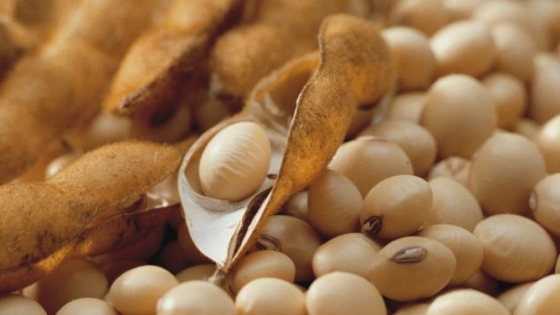 Soja: NK lanzó dos variedades de semillas