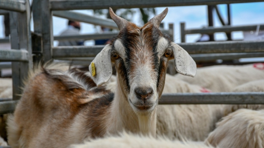 La calidad genética se destacó en el segundo remate de animales menores del año