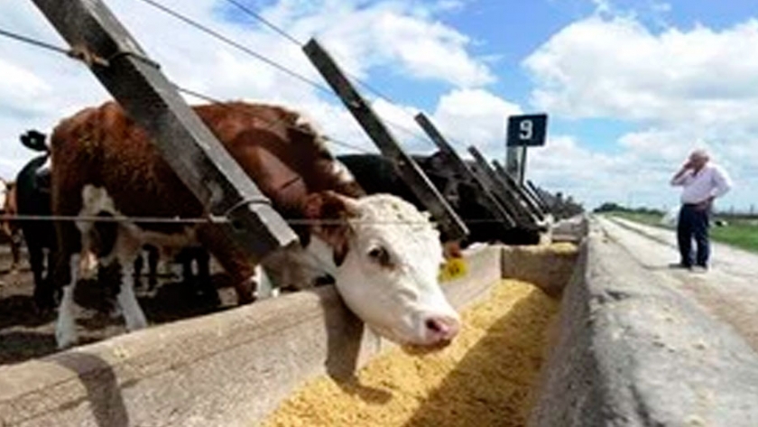 El feedlot se transforma. La apuesta de los Truppel: carne, fertilizante y... energía