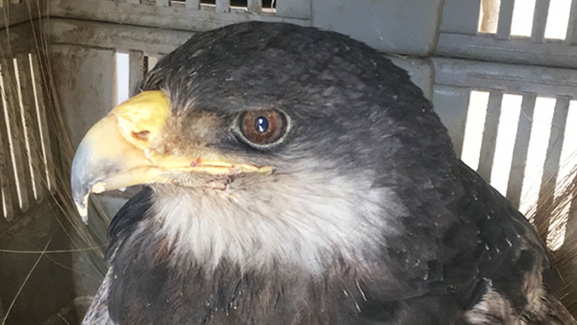 Un águila mora fue rescatada y se recupera en el Centro de Conservación de Vida Silvestre