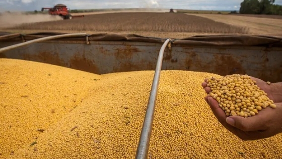 Sorprenden los rendimientos de la soja y se esperan 50 millones de toneladas